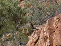 ayres rock, kata tuja, alice springs... 26620285