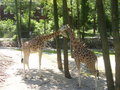 Sonntagsausflug im Tierpark Schmiding! 21684403