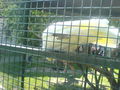 Tierpark 38471030