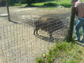 Tierpark 38471163