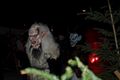 Krampuslauf in Liebenau 69793615