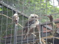 Tierpark Schmiding 62834125