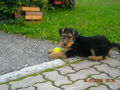 da Hund von meina Tante 64755214