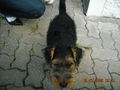 da Hund von meina Tante 64755455