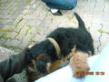 da Hund von meina Tante 64755739