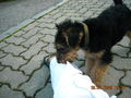 da Hund von meina Tante 64756056