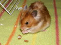 mY  hAmStEr  Bärliii 62541223