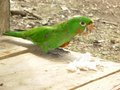 ecuador-mi tierra 19550629