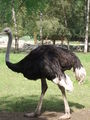 Tierpark Schmieding 44198320