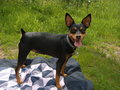 Mein Hund Lara 25820291