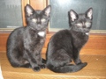 My Catsbabys 34045132