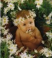 my lOVELy PICs by Anne Geddes 25613973