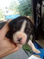 Pitbull welpen zu verkaufen  67810561