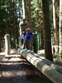 Wald der Kinder 55421598