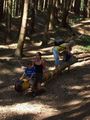 Wald der Kinder 55421671