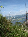 [Traunstein 21.6.08...sehr schön] 40171772