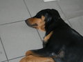 AKIRA!!!mein hund! 26215507