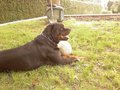 Mein Hund 26360147