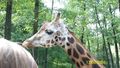 ~Zoo Schmiding~ 43417903