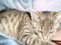 Mein Ein und Alles - "TigerLilly" 54231460