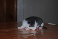 Katzenbabyfotos vom Mai 2009 58943997