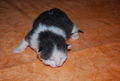 Katzenbabyfotos vom Mai 2009 58944052