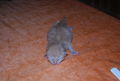 Katzenbabyfotos vom Mai 2009 58944251