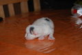 Katzenbabyfotos vom Mai 2009 58945144