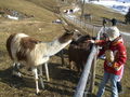 2008_02_17_Lärlkogel 37966590