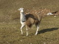 2008_02_17_Lärlkogel 37966626