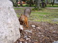 Squirrel Island 27445315