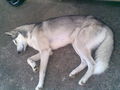 Huskybande 45802940