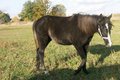 -->OuEr HorSeS<-- 26480783