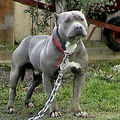 pitbull 57531173