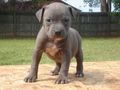 pitbull 57531177