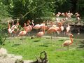 zoo 59772692