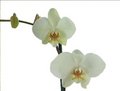 Orchideen 26648342