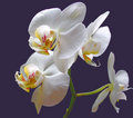 Orchideen 26648343