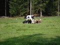 Wanderung auf die Gowilalm 32354164