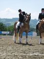 NÖ LM Haflinger und Kleinpferde 31.05.08 39091954