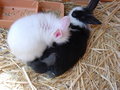 meine bunnys ^^ 27370095