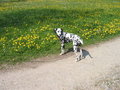 meIne DogGyS!!! 27218600