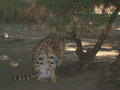 Ausflug Tierpark Schmieding 29082099