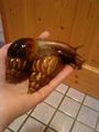 meine Schneckiiis  =) 69528612