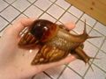 meine Schneckiiis  =) 69528637