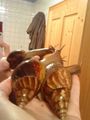 meine Schneckiiis  =) 69528667