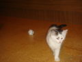 Unsere Katze Merli 43014902