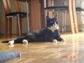 Kater Carlo 11727647