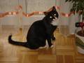 Kater Carlo 3499512