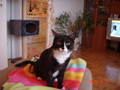 Kater Carlo 3499619